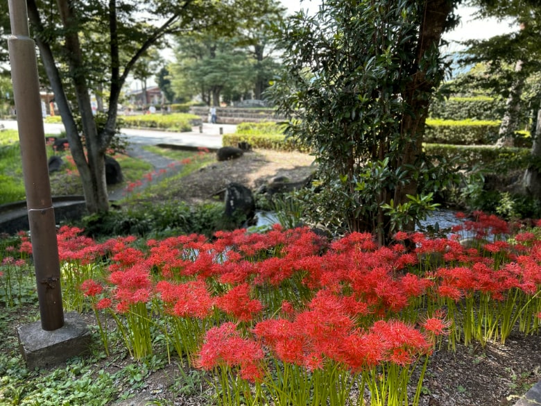 万力公園の彼岸花