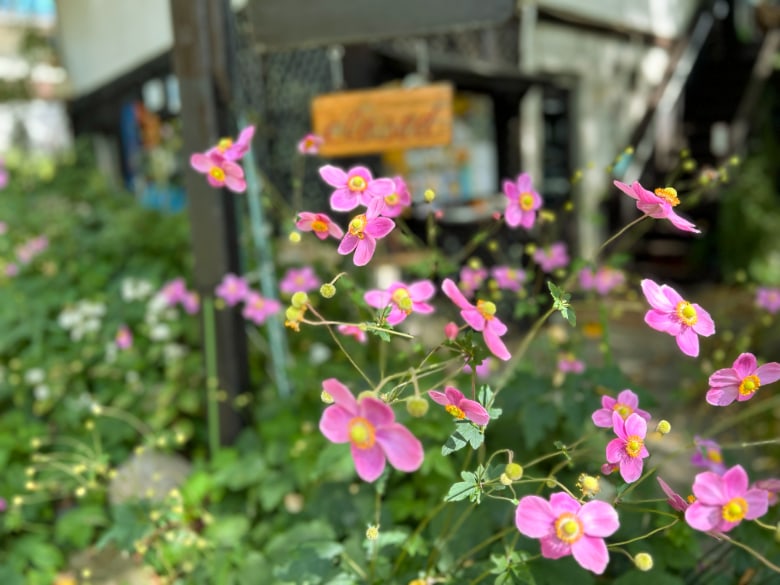 シュウメイギク