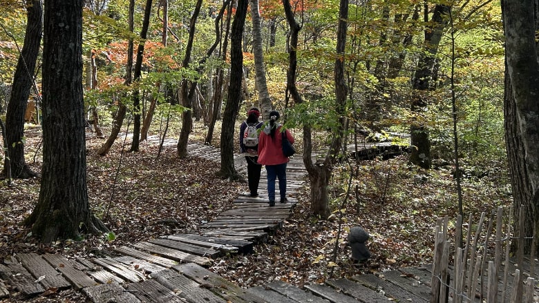 八ヶ岳倶楽部の森