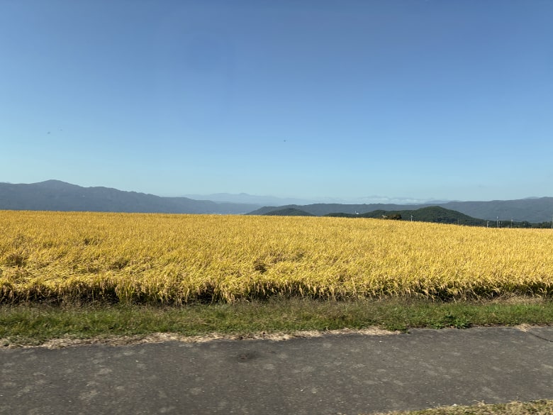 野市付近田んぼ