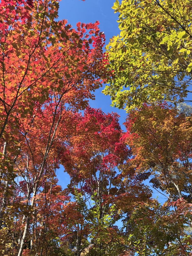 八ヶ岳倶楽部の紅葉