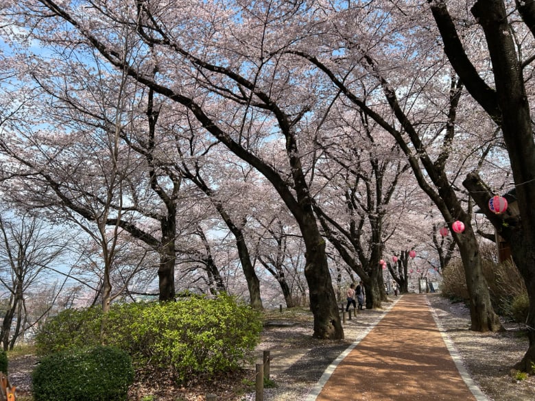 八代ふるさと公園の桜