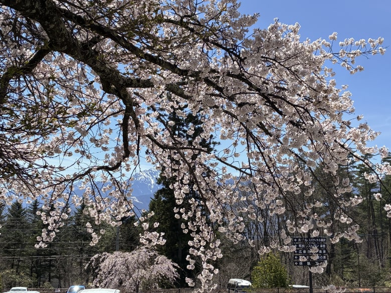 道の駅こぶちざわの枝垂れ桜