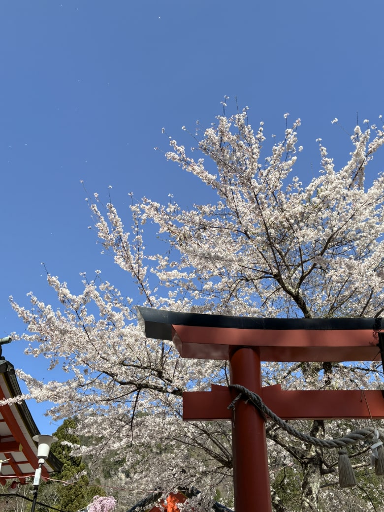 金櫻神社の桜