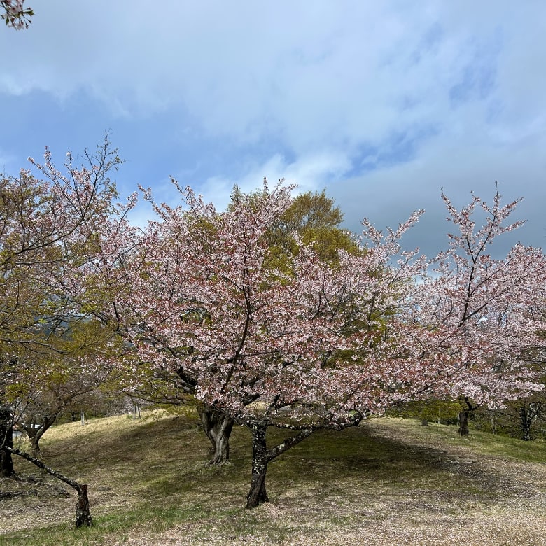 大法師公園の桜