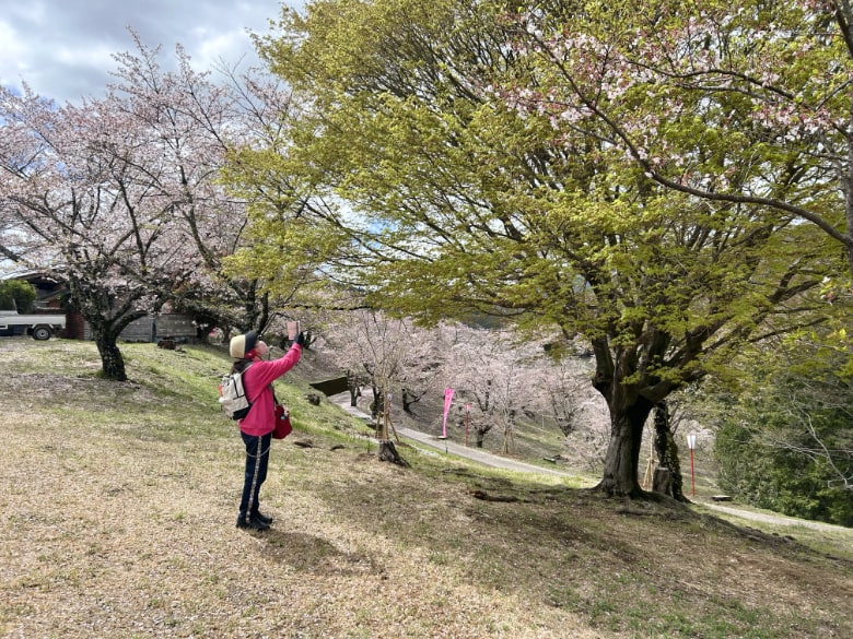 大法師公園の桜