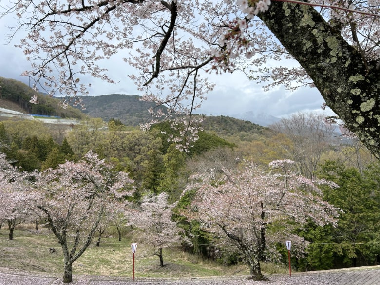 大法師公園の桜