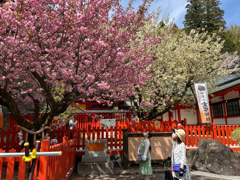 金櫻神社の鬱金桜と八重桜